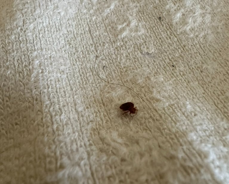 Dezynsekcja śląsk - Zwalczanie pluskwy domowej, pcheł, prusaków, karaluchów, much oraz innych owadów