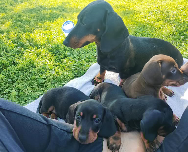 cuccioli di bassotto che socializzano in giardino Mesola Ferrara emilia romagna