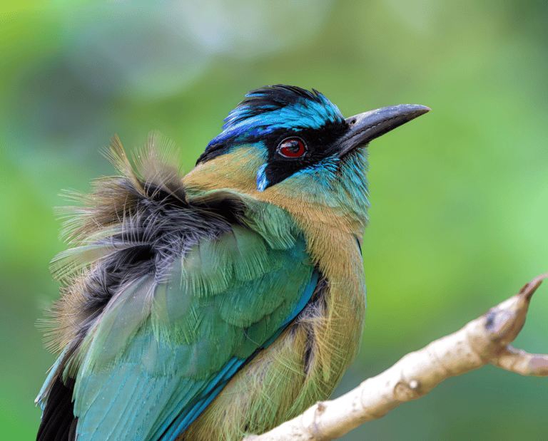 A colorful Lesson's motmot bird with turquoise feathers and red eyes perched on a branch.
