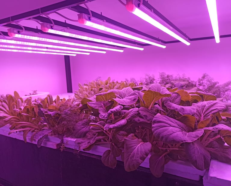 Grow Light