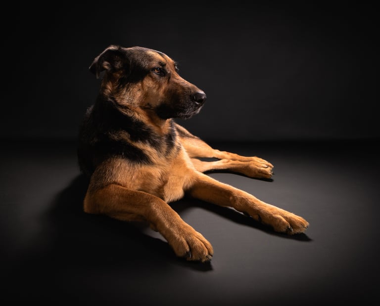 Portrait chien studio finistère brest