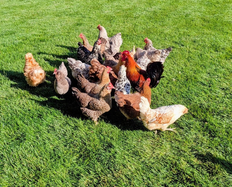 A flock of chickens