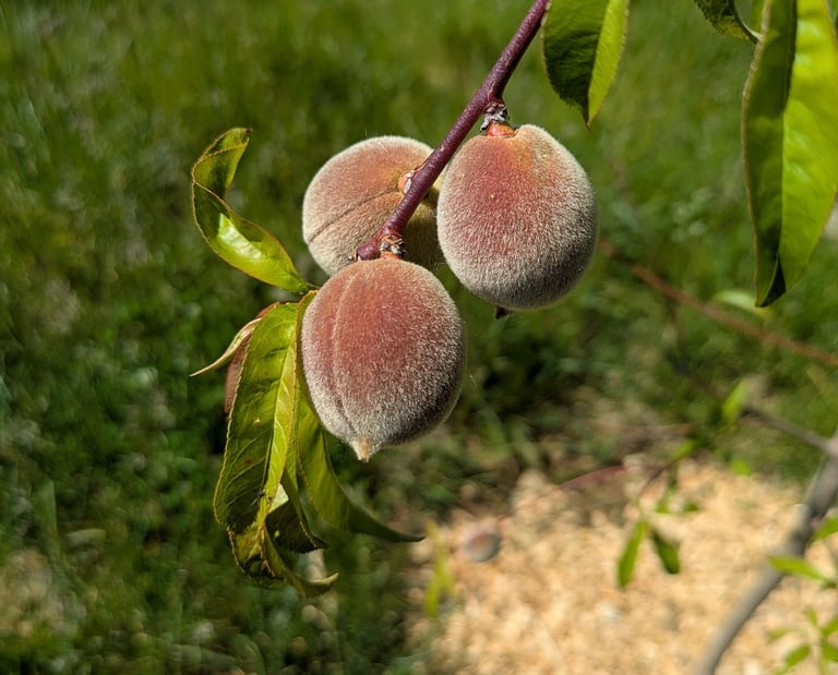 Peaches growing on a tree