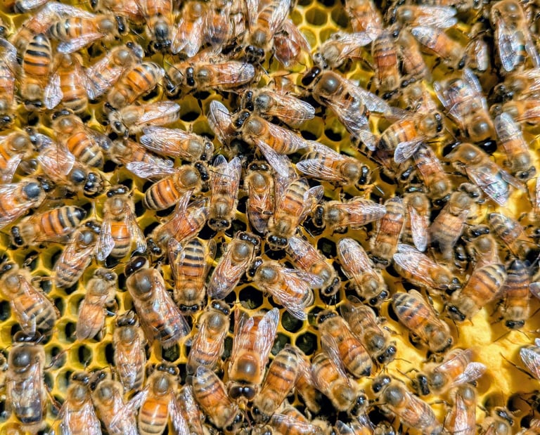 Bees constructing honeycomb