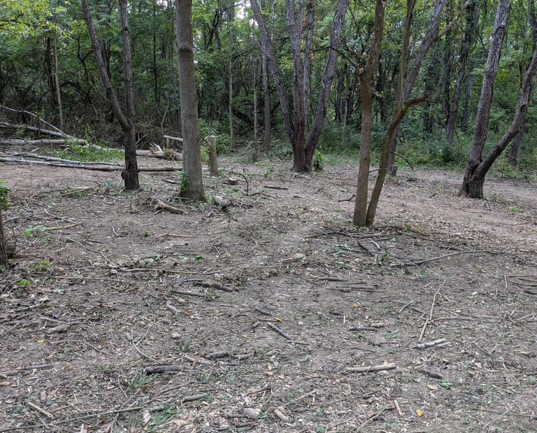 A barren looking woodland after honeysuckle is removed
