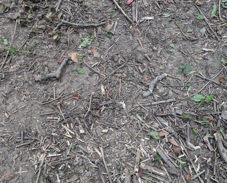 A close up image of barren dirt under honeysuckle