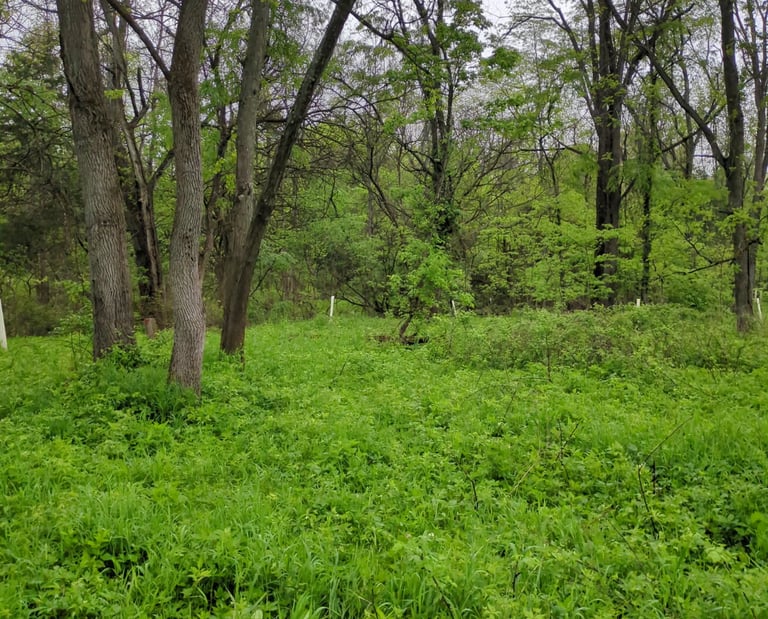 A forest regrowing after removal of invasive honeysuckle