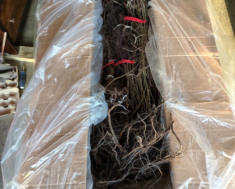 Hundreds of bare root trees in a delivery box