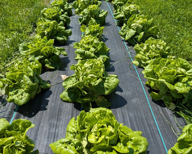 Lettuce Row