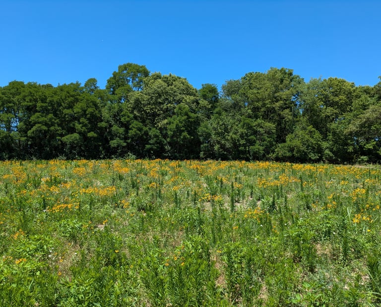 A field with yellow flowers backed by green trees under a beautiful blue sky.
