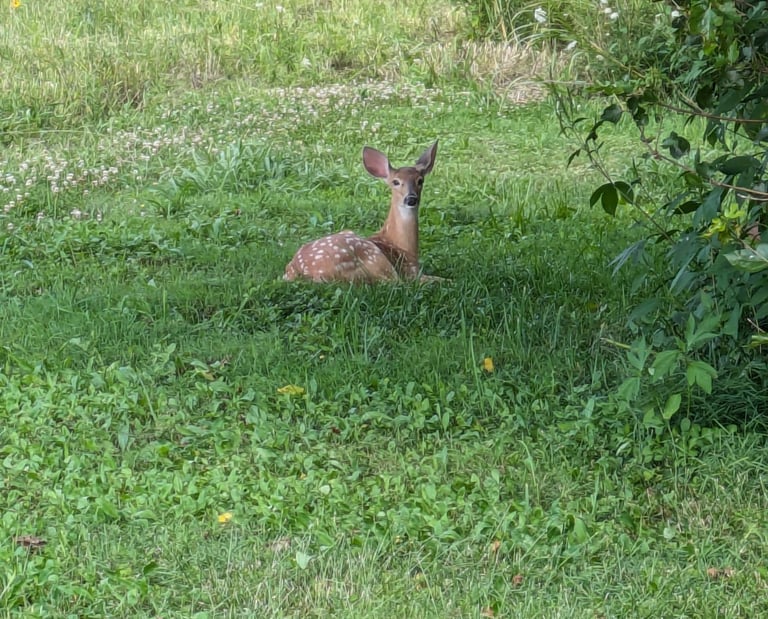 A young spotted deer relaxing in a field