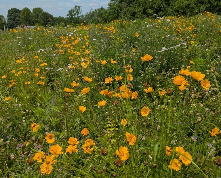A colorful wildflower field