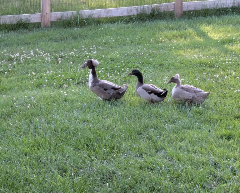 Ducks walking in a line