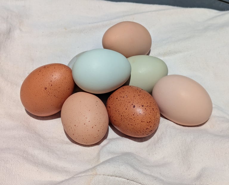 A colorful collection of fresh eggs