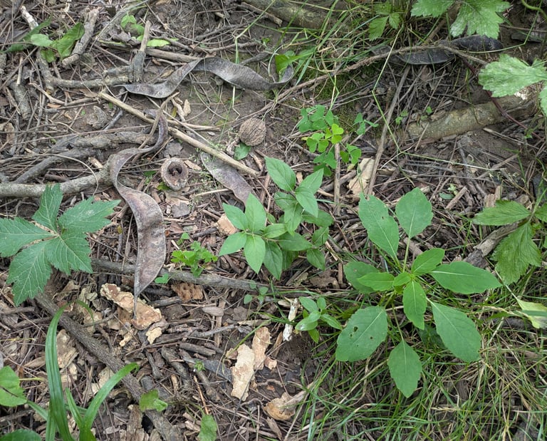 A small honeysuckle plant hiding among the underbrush