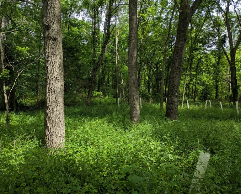 A forest regrowing after removal of invasive honeysuckle
