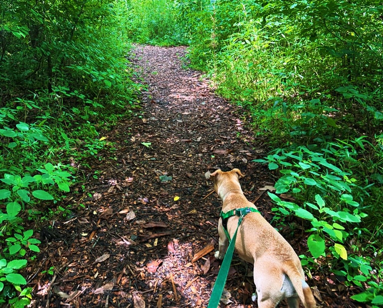 a dog is walking on a path in the woods
