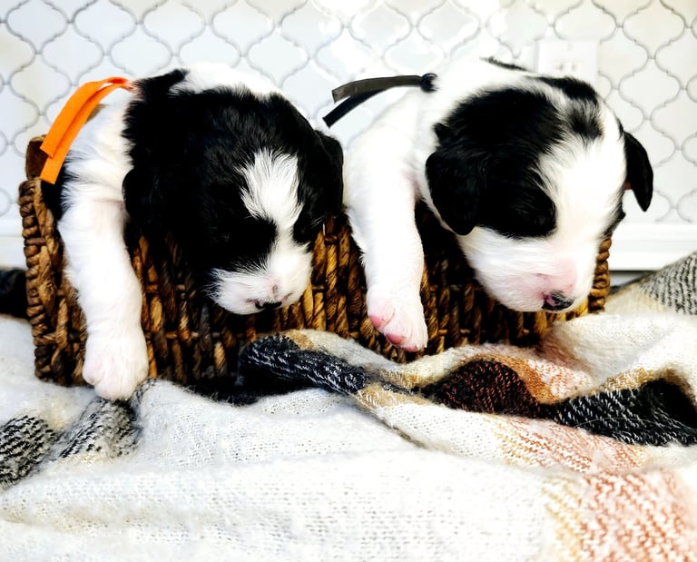 Bernedoodle Puppies