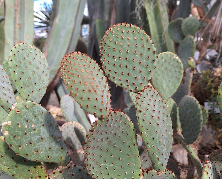 two cactus plants with tiny red thorns