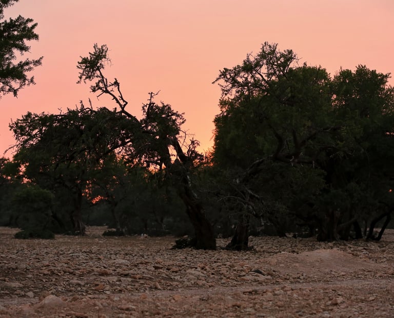 coucher de soleil avec un ciel rose dans les arganiers