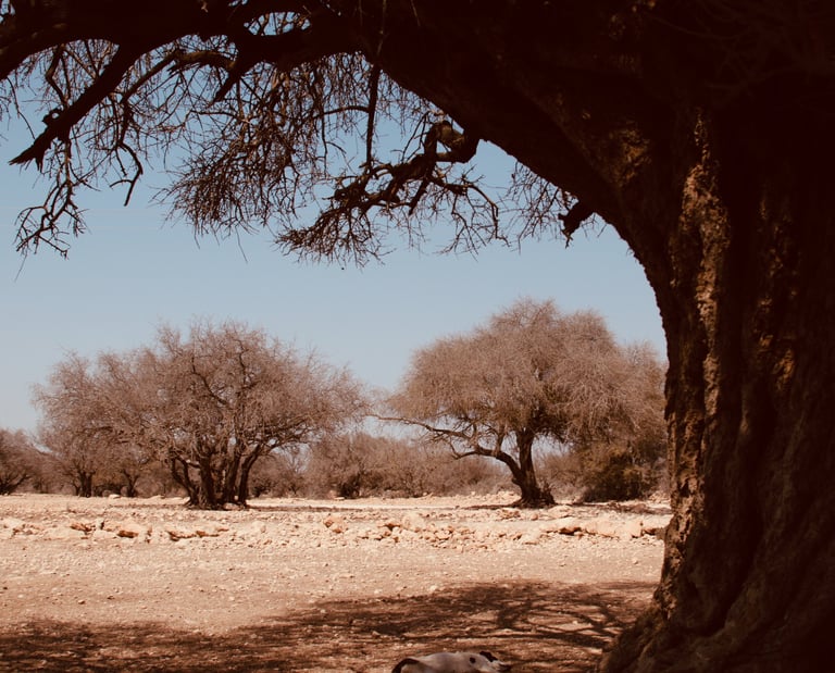 forêt d'arganiers dans la campagne marocaine