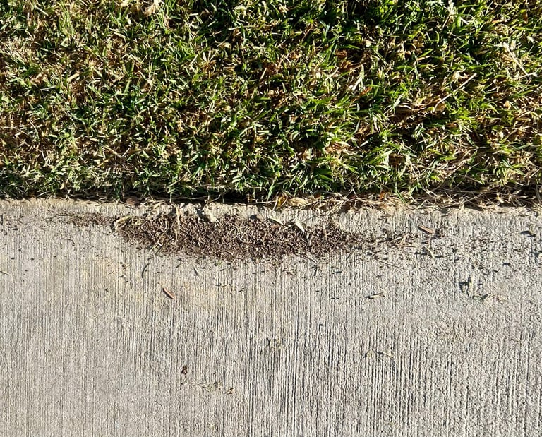 Ant control exterior service in Menifee CA and surrounding Riverside County areas by Footprint Pest Management