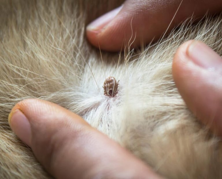 Flea and tick service in Menifee CA Footprint Pest Management