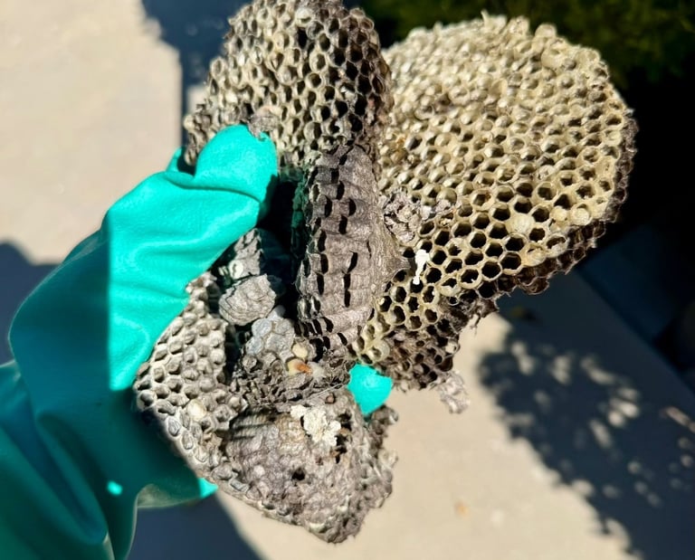 Exterminator on a wasp nest treatment in Menifee CA Footprint Pest Management