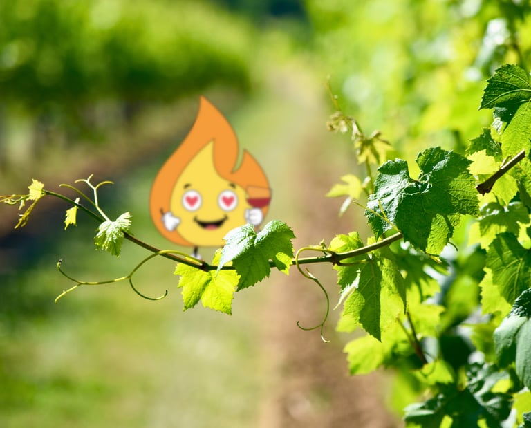 Flamme Maxima logo de MaxThomasBois présente le bois de chauffage en Bourgogne