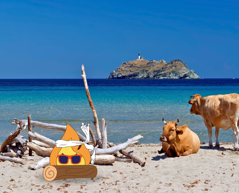 Plage de Corse ou Maxima Logo de MaxThomasBois bronze avec sa buche sec