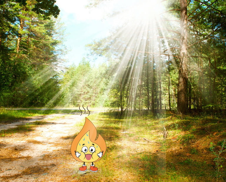 Maxima la flamme orange se promène dans les bois de l'occitanie