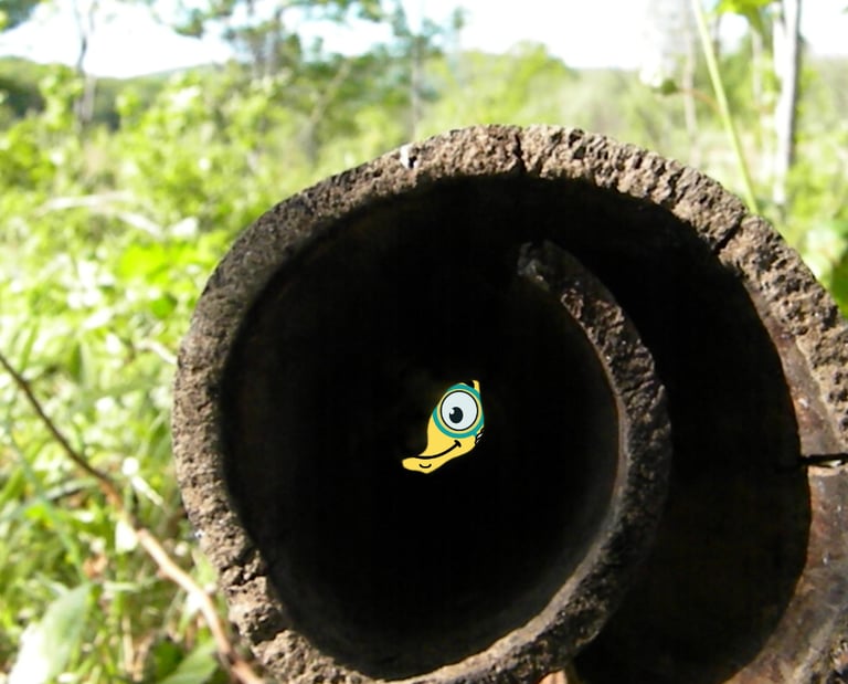 Maxima la petite flamme de MaxThomasBois se cache dans la foret