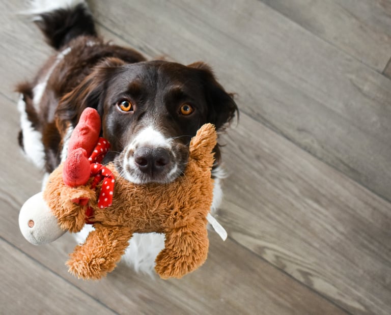 Kuscheltiere Reinigung in Tuttlingen