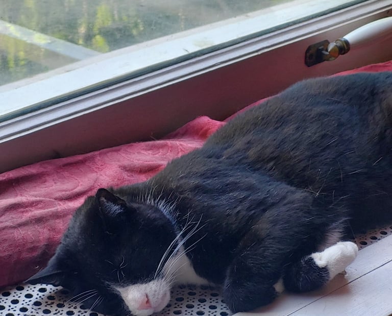 Katze im Katzenkabinett