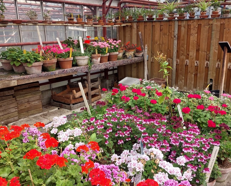 Blumen im Historischen Gartenbaumuseum Aalsmeer