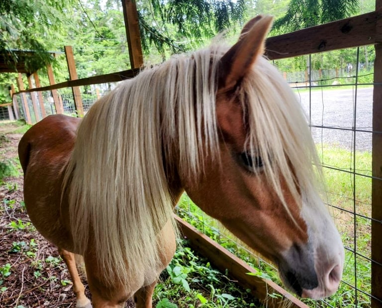Miniature horse with a long blonde mane standing by a wooden fence in a lush forest paddock.