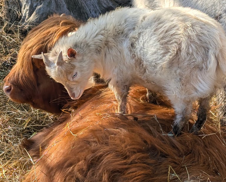 A small white baby goat stands playfully on top of a resting brown Highland cow.
