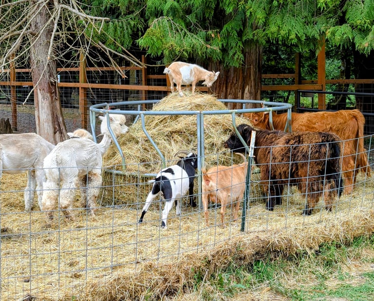 Miniature goats, alpacas, and fluffy highland cows eating from a round hay feeder in a farm pen.