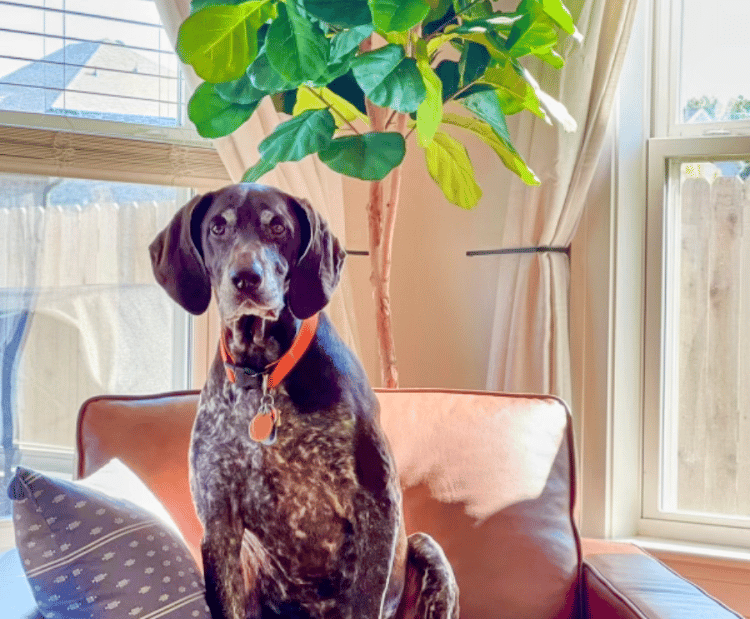a dog sitting on a couch in a living room