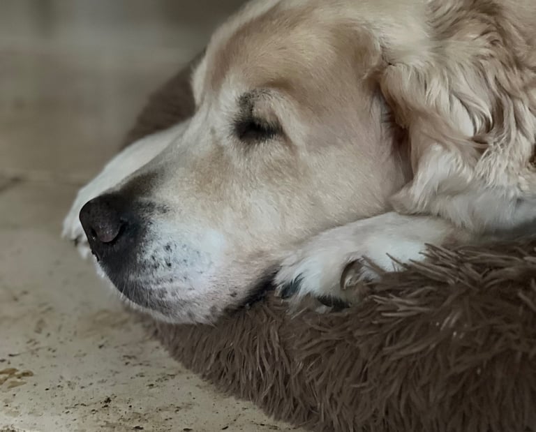 A tired guy. Hmm has he been out serenading the ladies all night again?
