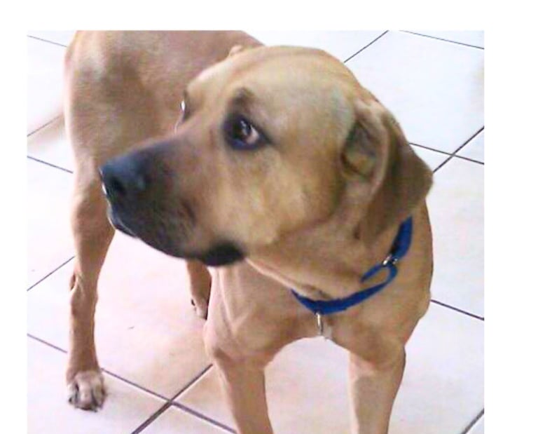 Balou learning to trust