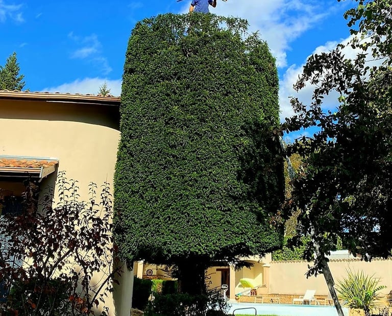 arboriste en haut d'un arbuste après sa taille