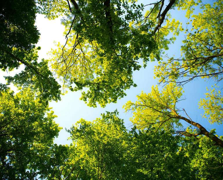 vue d'une forêt avec beaucoup d'arbres