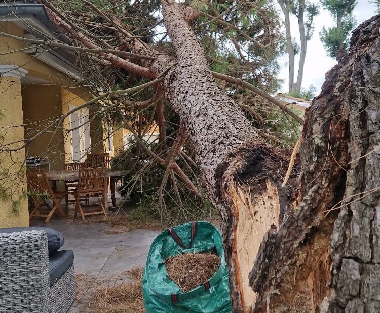 Pin parasol écrasé sur une maison