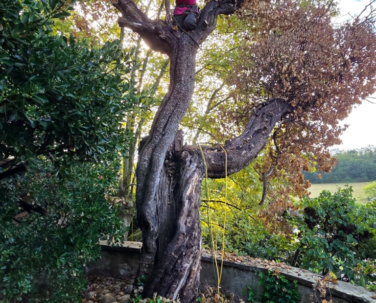Arbre