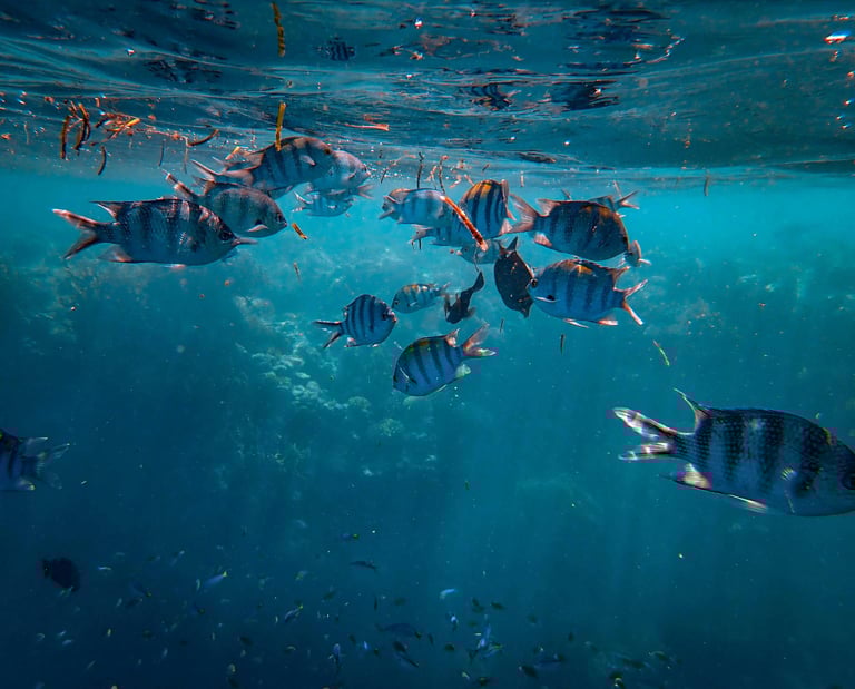 Barbados, Fischschwarm im Wasser