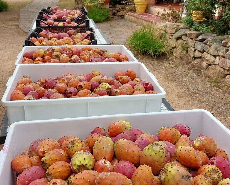 Raccolta di fichi d'India