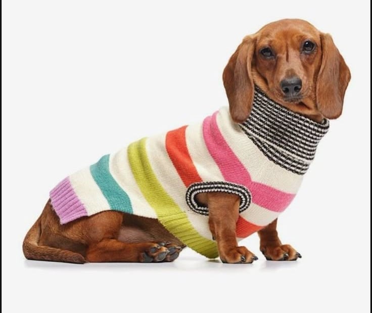 Un perro salchicha marrón con un colorido suéter de perro tejido a rayas sobre un fondo blanco.