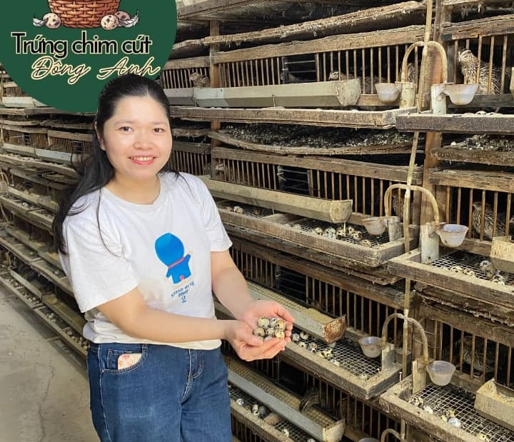 trứng chim cút bóc sẵn Đông Anh, Hà Nội, chim cút thịt, chim câu thịt giá sỉ