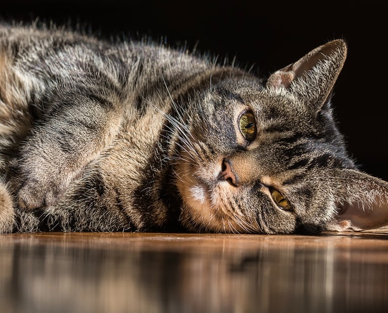 montreal qc pet photographer Ilana Block